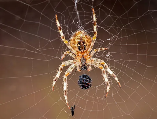 Preço de Dedetização de Aranhas