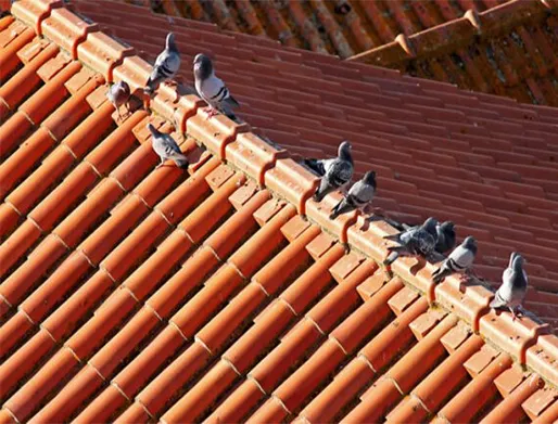 Dedetização de Pombos no Centro SP